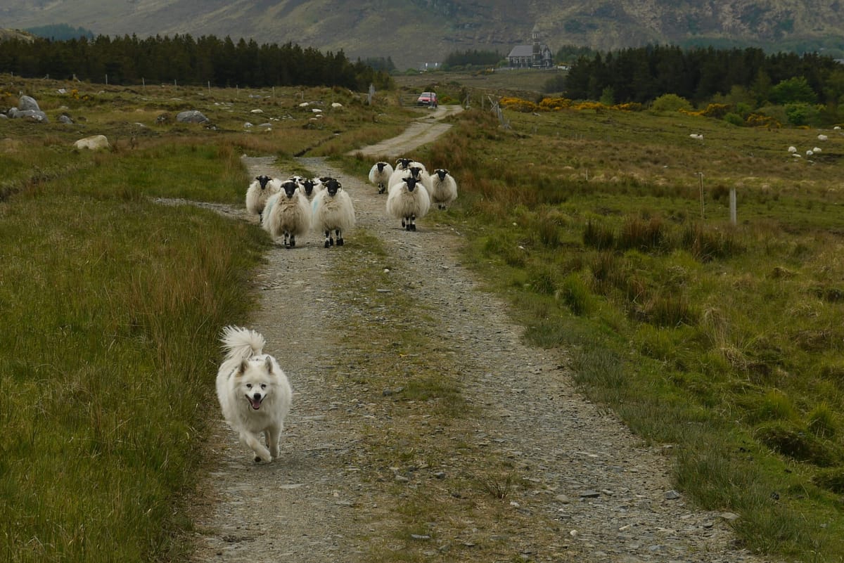 A white herding dog runs down a dirt path toward the camera, tongue out, while a small flock of sheep follows behind on the s