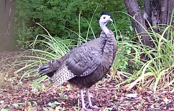 A wild turkey stands alert on a bed of leaves and mulch, surrounded by green plants and trees in a wooded area.